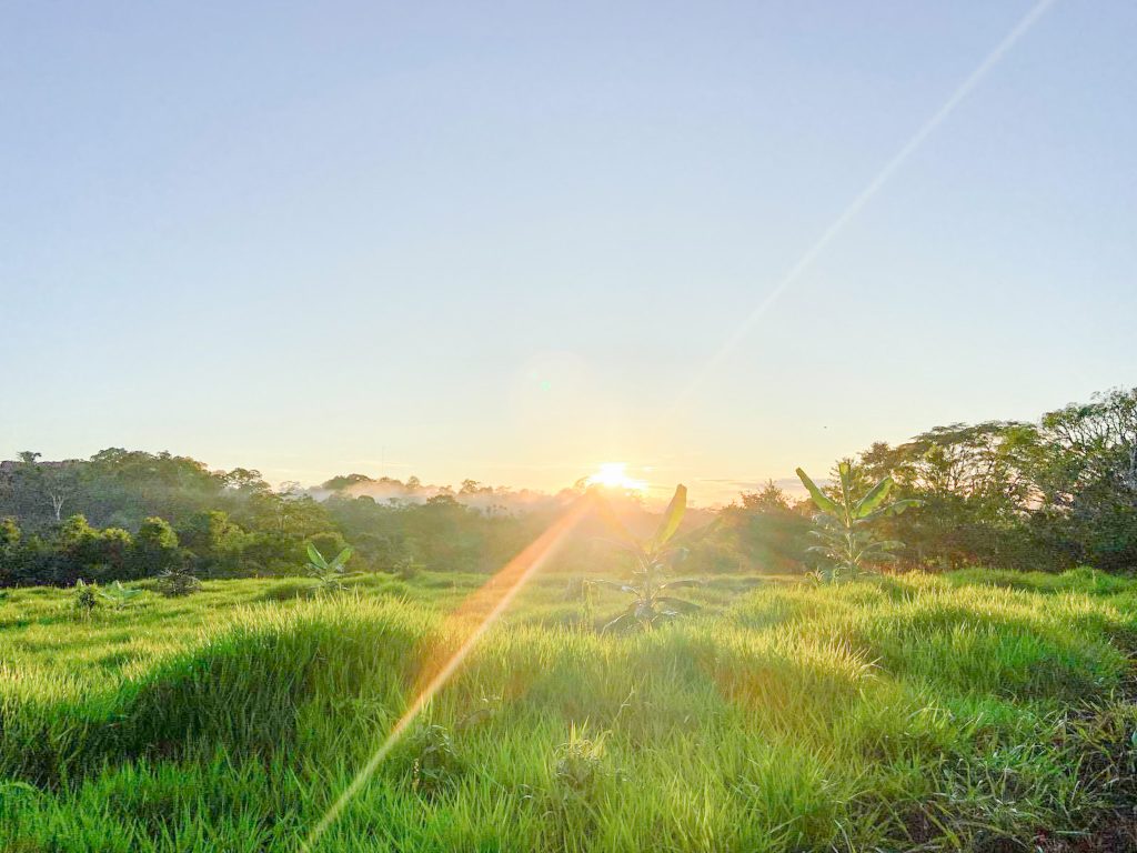 朝日が差し込む草原と、その向こうに広がる森