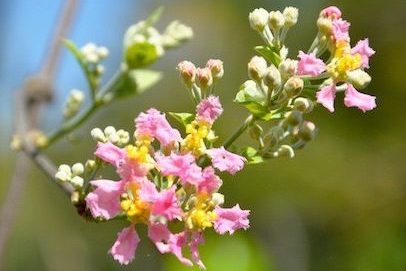 ブラジルアマゾンに咲くピンクと黄色の花