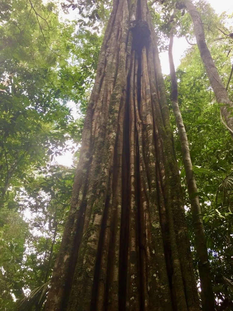 森の中で空へまっすぐ伸びる大きな木を見上げた様子